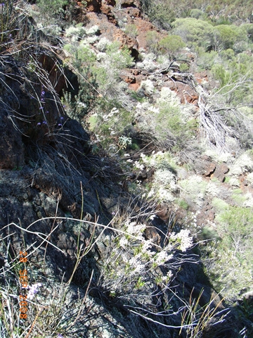R0010730 Leucopogon on rocks_360w.JPG